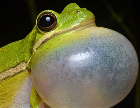 Copes Gray Tree Frog Lifespan Shakita Chan