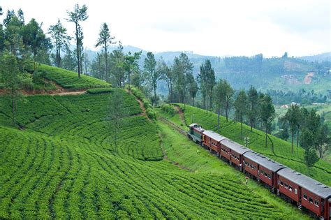 Photo Gallery Ceylon Tea Trails Sri Lanka