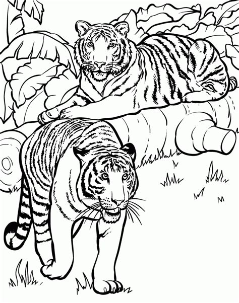 Desenhos De Tigre Para Colorir Atividades Educativas