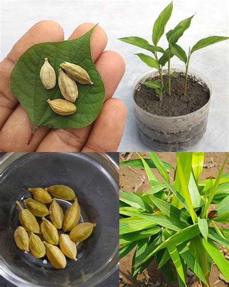 How To Grow Cardamom Plant From Seed And Care For Green Cardamom