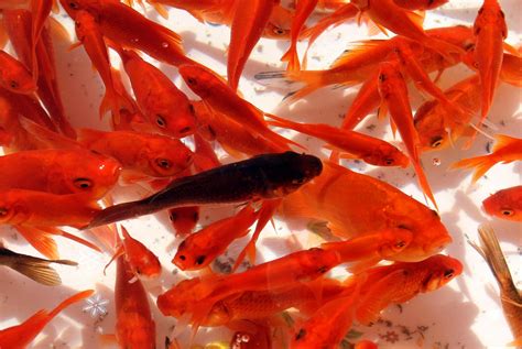 Giant Goldfish Lake Tahoe Overrun With Supersized Lost Pets