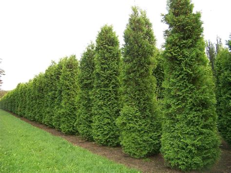 150 Semillas Tuya Del Canada Thuja Occidentalis Amazones Jardín