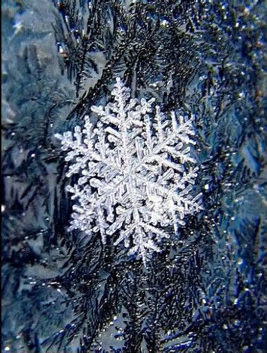 Pin By Ashley Duncan On Photography♡ Fractals In Nature Snowflake