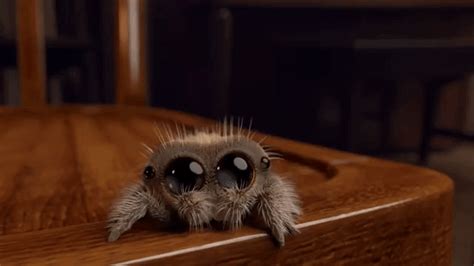 Adorable Animated Short About A Spider Named Lucas Lucas The Spider