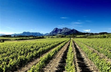 South Africas Wine Route Cape Route 62 Gonomad Travel