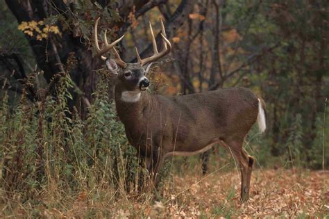 Big Whitetail Buck Wallpaper Wallpapersafari