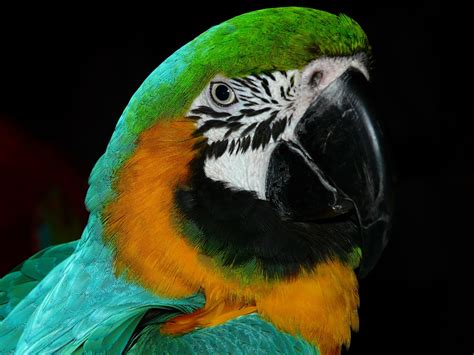 Free Image on Pixabay - Bird, Animal, Parrot, Plumage | Pet birds, Bird ...
