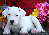 Browse thru our id verified puppy for sale listings to find your perfect puppy in your area. Dogo Argentino Puppies for Sale - Dogo Argentino Breed ...
