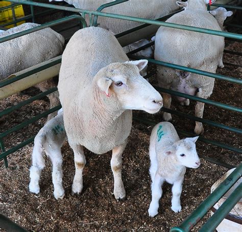 Caring For Ewes And Lambs During Lambing Agriorbit