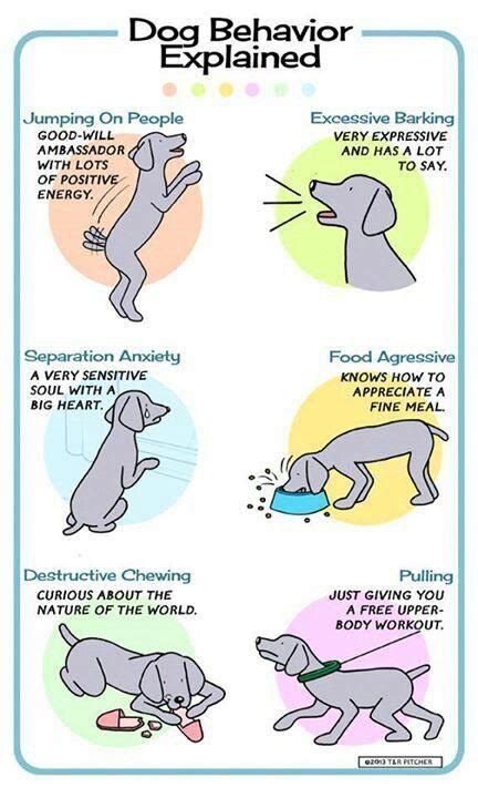 Every House Animal Canine Must Understand And Be Able To Follow A