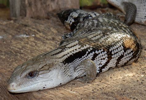 Blue Tongue Lizard A Prominent Characteristic Of The Genus Is A Large