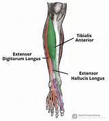This guide to leg anatomy will give you a better understanding of bone and muscle composition. Muscles of the Anterior Leg - Attachments - Actions ...