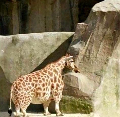 28 Cursed Images That Are Just Plain Wrong In 2020 Giraffe Cursed Images Best Funny Pictures