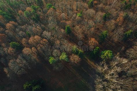 Top View Of The Golden Beautiful Forest During Autumn Stock Image