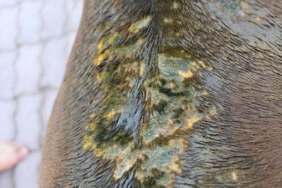 Therefore, neem oil can prevent and reverse hair thinking, which is often the cause of medications, environmental pollutants and stress. Neem oil working for scabies on my pony