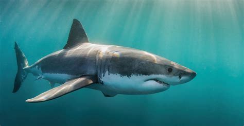 Great White Sharks Dangerous Man Eaters Or Marine Marvels Natural