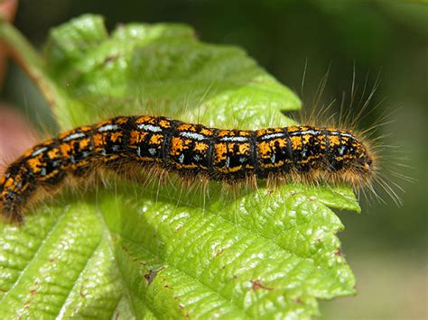 A caterpillar is the larval stage of a moth or butterfly. Blueberry IPM Manual