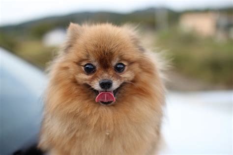 Cute Pomeranian Pictures Popsugar Pets Photo 26