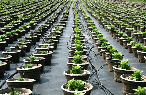 All knowledge came from the direct experience of mr. File:Plant nursery, pot rows.jpg - Wikimedia Commons