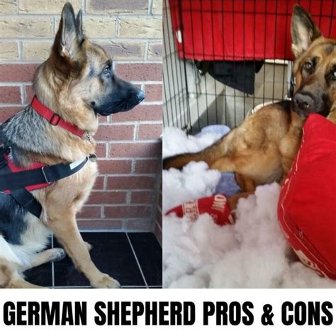 German Shepherd Pros And Cons What To Consider Before Buying World