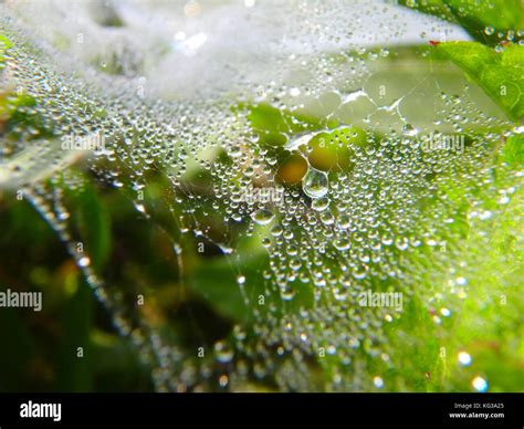 Ground Spider Web Hi Res Stock Photography And Images Alamy