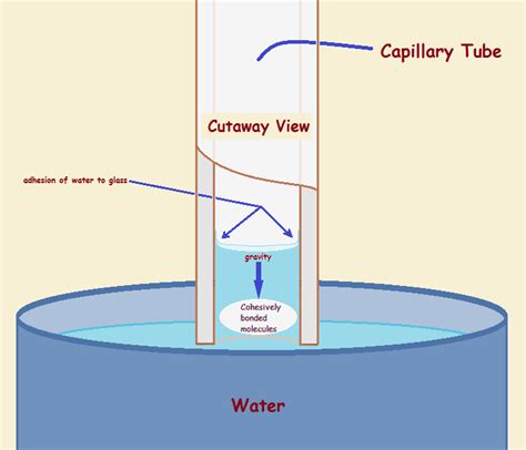 Capillary Action From The Forces Of Adhesion And Cohesion