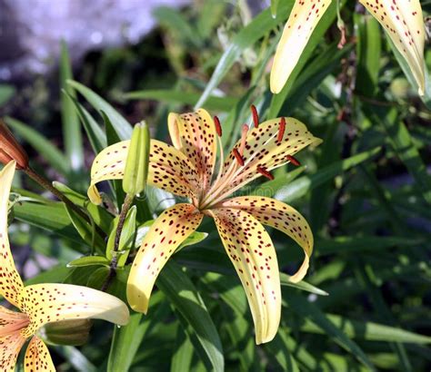 Garden Of Yellow Tiger Lilies Stock Image Image Of Lilies Bush 82491693