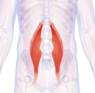 The muscles affected in lower crossed syndrome include muscles that attach from the lumbar spine to the pelvis tightness of the hip flexors and lumbar erector spinae along with weakness or inhibition of the gluteal and abdominal muscles creates a postural imbalance in the lower back and hips. Have Hip Pain? This Often-Neglected Muscle Group Can Cause Runners a World of Hurt