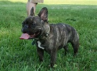 French Bulldog - Wikipedia