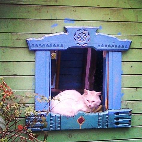 Via Taniarespectphoto Websta Crazy Cats Cat Window Pretty Cats