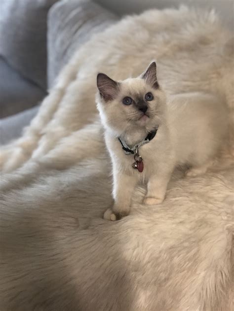 Maisy Ragdoll Kitten Of The Month