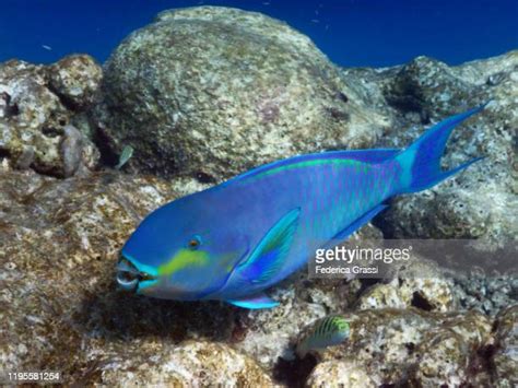 Blue Parrotfish Photos And Premium High Res Pictures Getty Images