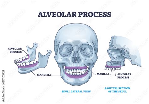 Fototapeta Alveolar Process With Anatomical Head Bone Ridge For Teeth