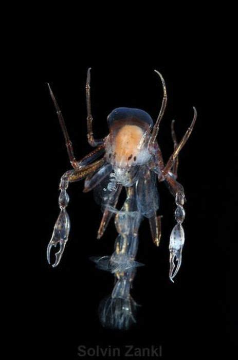 1000 Images About Deep Sea Creatures On Pinterest Devil