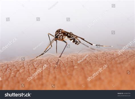 Mosquito Biting On Human Skin Stock Photo 42583759 Shutterstock