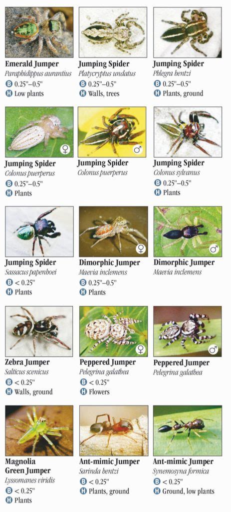 Tennessee Spider Identification Chart