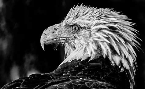 Bald Eagle Head Images Perfect Black And White Fine Art