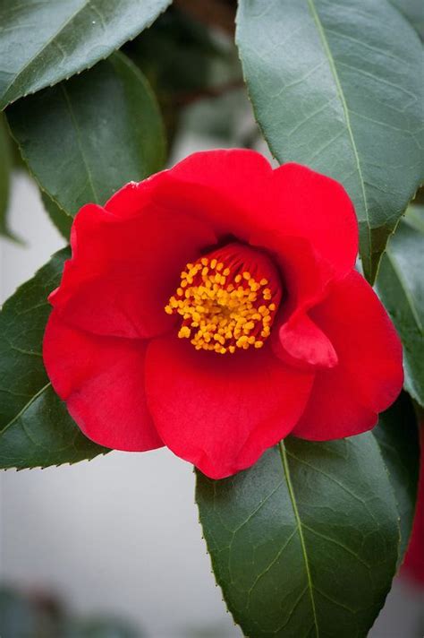 12 Best Alabama State Flower Images On Pinterest Camellia Beautiful