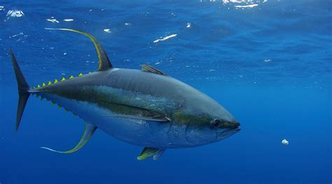 Yellow Fin Tuna Yellowfin Tuna Albacore Tuna Tuna Fishing