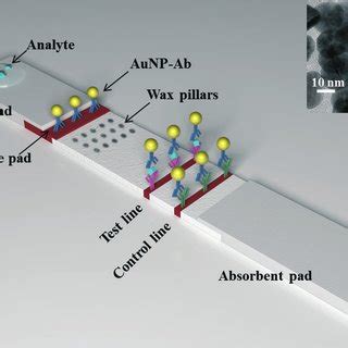 Pdf Improving Sensitivity Of Gold Nanoparticle Based Lateral Flow Assays By Using Wax Printed