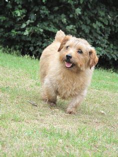 The norfolk terrier appeared in east england approximately in the xix century. 【57件】NORFOLK TERRIER｜おすすめの画像 | ノーフォーク、テリア、ノーフォークテリア