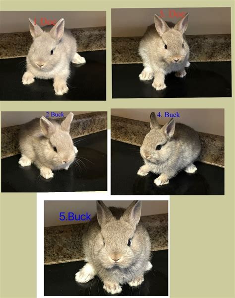 Netherland Dwarf Rabbit For Sale In United States 17