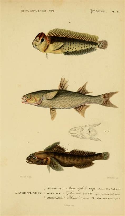 V 2 1849 Atlas Zoologie Reptiles Poissons And Insectes