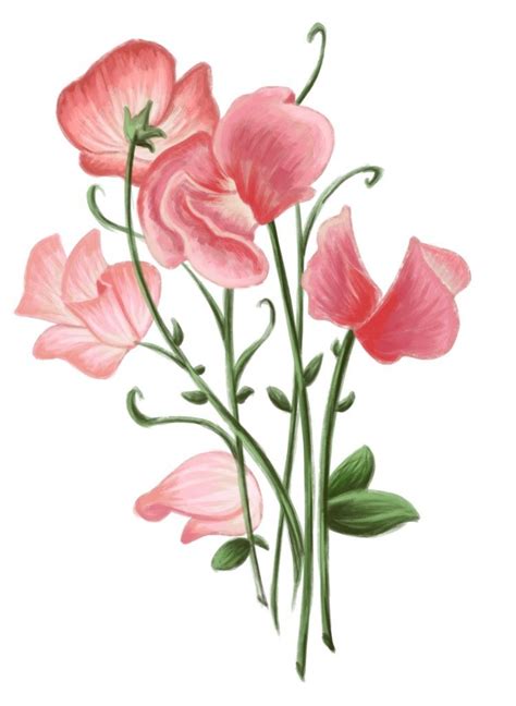 How To Draw Sweet Pea Flowers At How To Draw