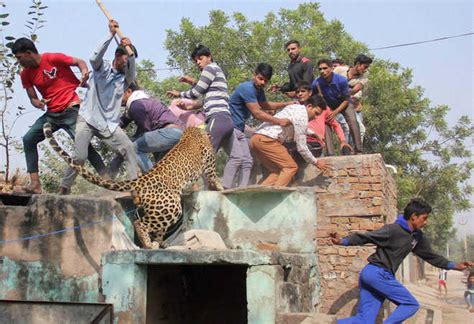 Leopard Beaten To Death Near Gurugram After It Mauls 6 Villagers The