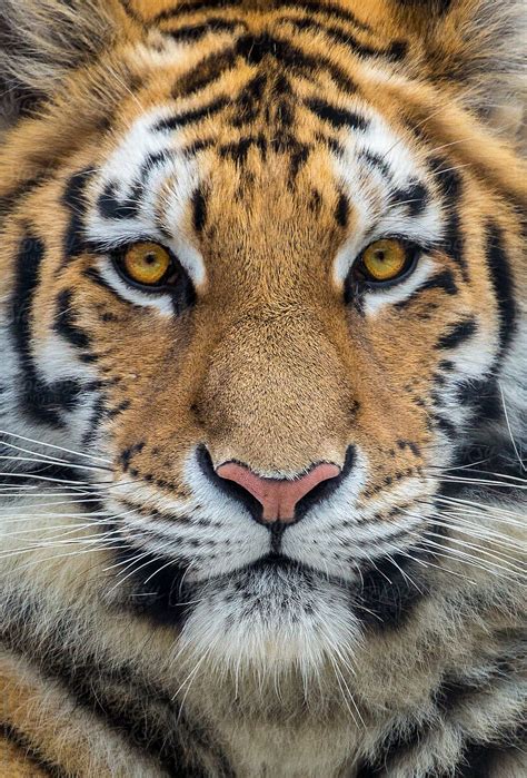 Bengal Tiger Up Close By Stocksy Contributor Alan Shapiro Stocksy