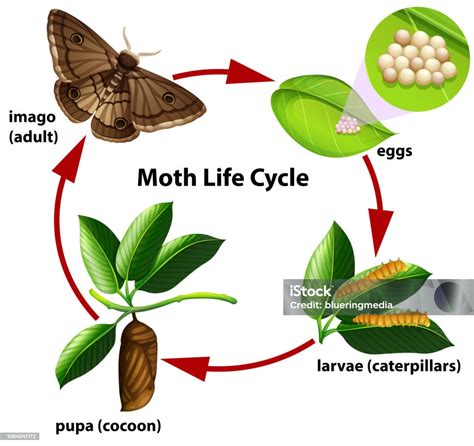 Moth Life Cycle Diagram Stock Illustration Download Image Now Life