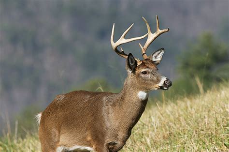 2017 Northeast Deer Forecasts Game And Fish