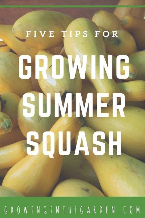 5 Tips For Growing Summer Squash Growing In The Garden Gardening