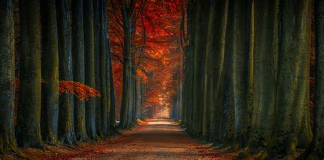 Tree Lined Winter Fall Alone Road Hd Nature 4k Wallpapers Images